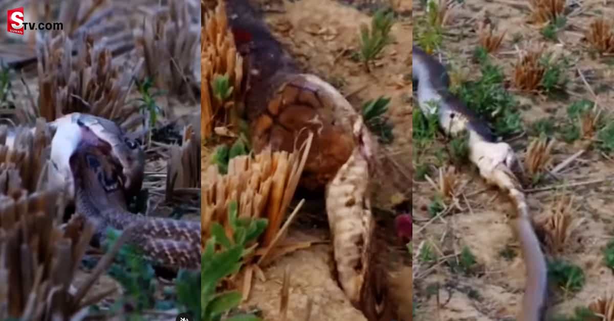నాగుపామును తిన్న కింగ్‌ కోబ్రా
