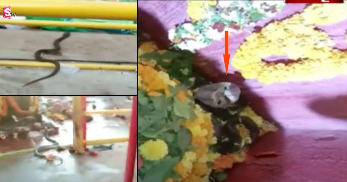 మహాశివరాత్రి నాడు అద్భుతం! గ‌ర్భ‌గుడిలో నాగుపాము ప్ర‌త్య‌క్షమై..!