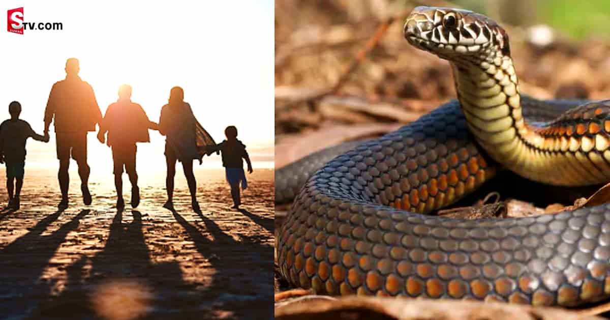 45 రోజుల్లో ఆరుసార్లు ఒకే కుటుంబపై పాముకాటు! ఎందుకంటే..
