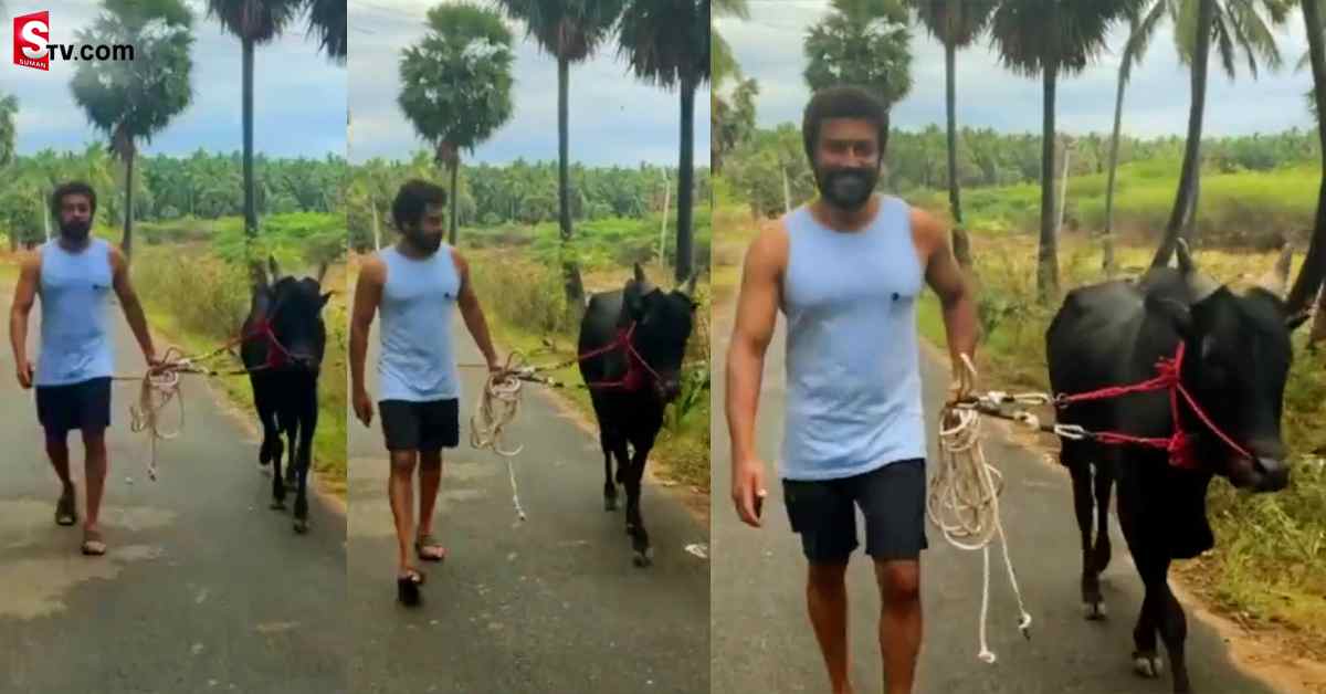 టీషర్టు, షార్ట్‌తో హీరో సూర్య.. ఎద్దుతో రోడ్డుపై నడుచుకుంటూ..