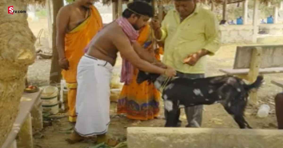వైరల్ వీడియో: మేక మెడలో తాళి కట్టిన యువకుడు..!
