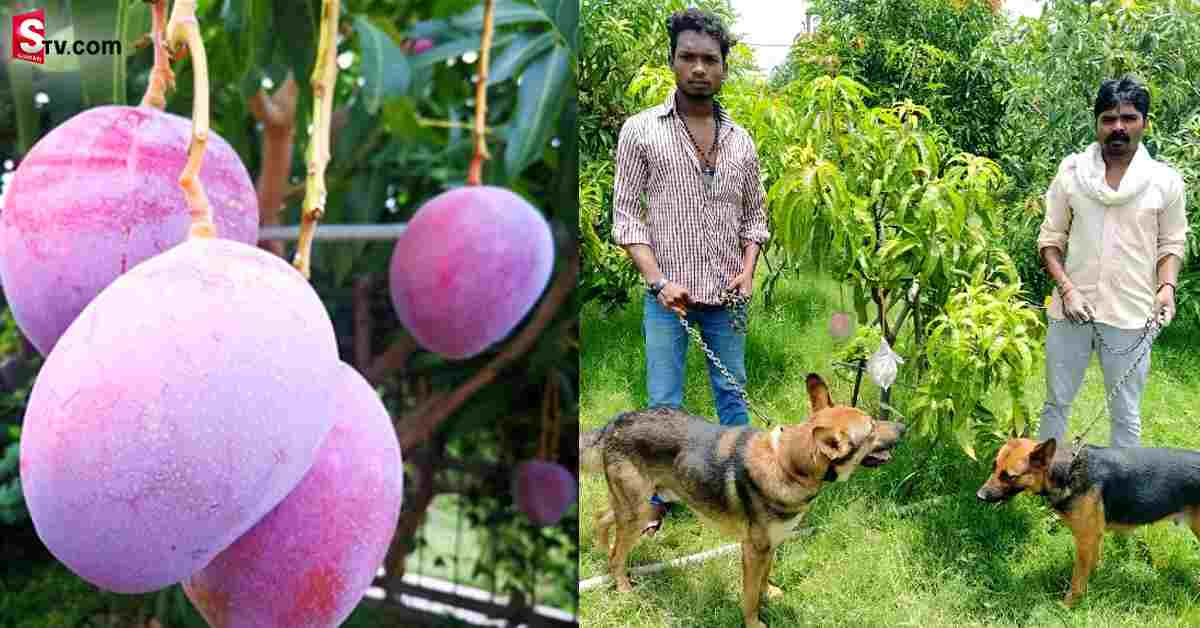 ప్రపంచంలో అత్యంత ఖరీదైన మామిడి పండ్లు ఇవే!
