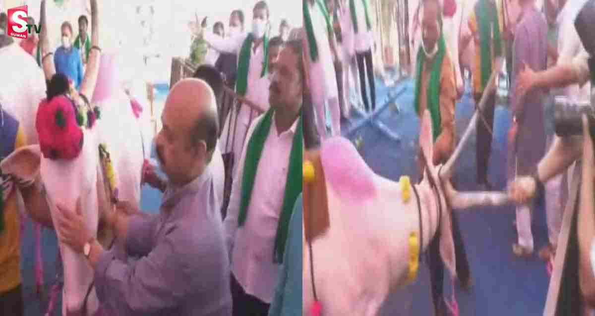 సీఎం పై ఎద్దు దాడి.. తృటిలో తప్పిన ప్రమాదం! వీడియో వైరల్