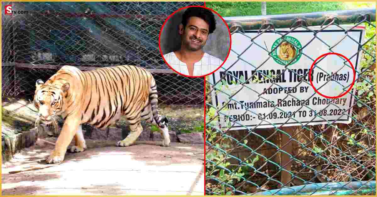 రాయల్ బెంగాల్ టైగర్ కి ‘ప్రభాస్’ పేరు.. ఎక్కడంటే?