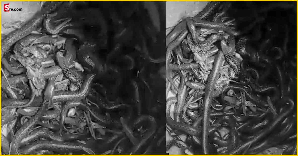 Snakes: మట్టి కుండలో బయటపడ్డ వందల కొద్దీ నాగు పాములు