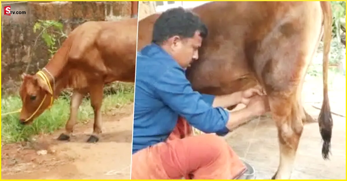 Calf : గర్భం దాల్చకుండానే లీటర్ల కొద్ది పాలిస్తున్న 11నెలల దూడ..!