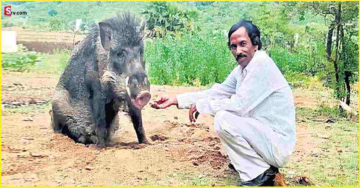 Man And Wild Boar: ఈ బంధం 20 ఏళ్లది.. అడవి పందితో మనిషి స్నేహం..