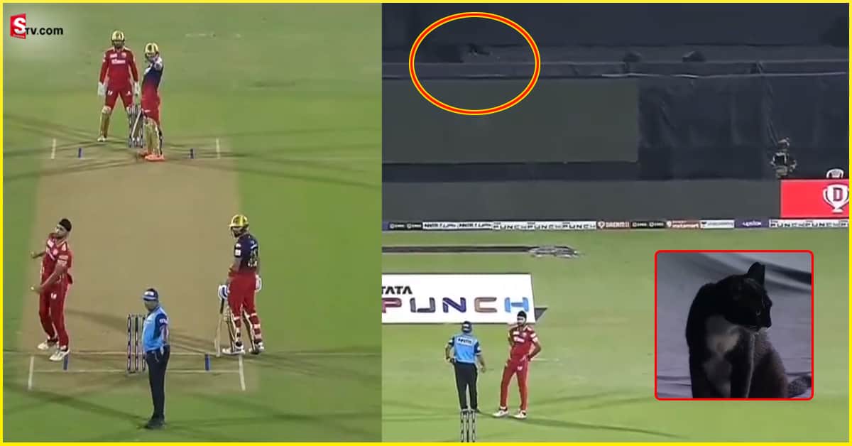 Black cat: అపశకునం! నల్ల పిల్ల ఎదురైంది RCB ఓడింది