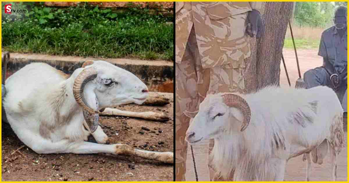 Africa: ఈ గొర్రెకు మూడేళ్లు జైలు శిక్ష వేశారు.. ఎందుకంటే?