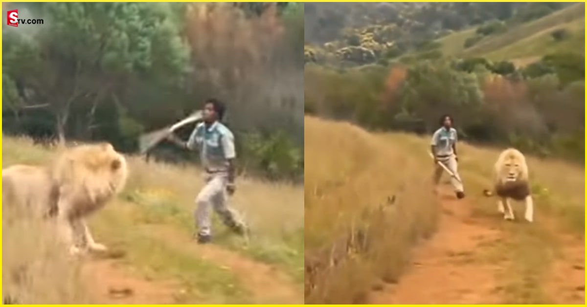 Viral Video: వీడు మగాడ్రా బుజ్జి.. కర్రతో సింహాన్ని పరుగులు పెట్టించాడు!