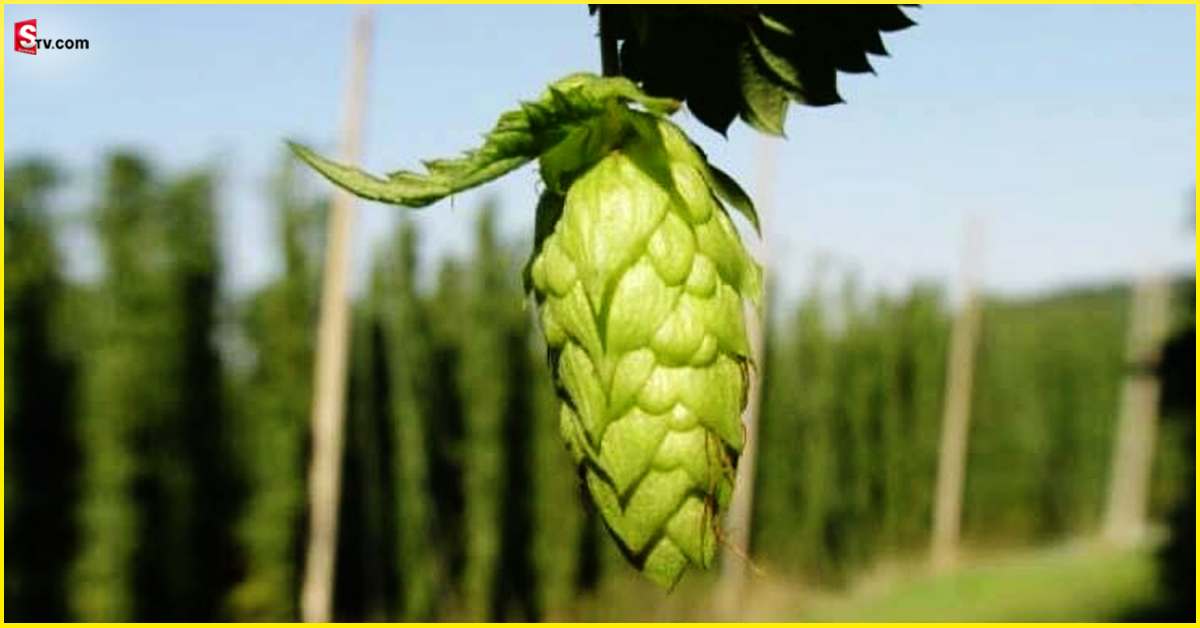 Fact Check Abiut Hop Shoots: ఏంటి ఆ కూరగాయ ధర కిలో ఏకంగా లక్ష రూపాయలా..!