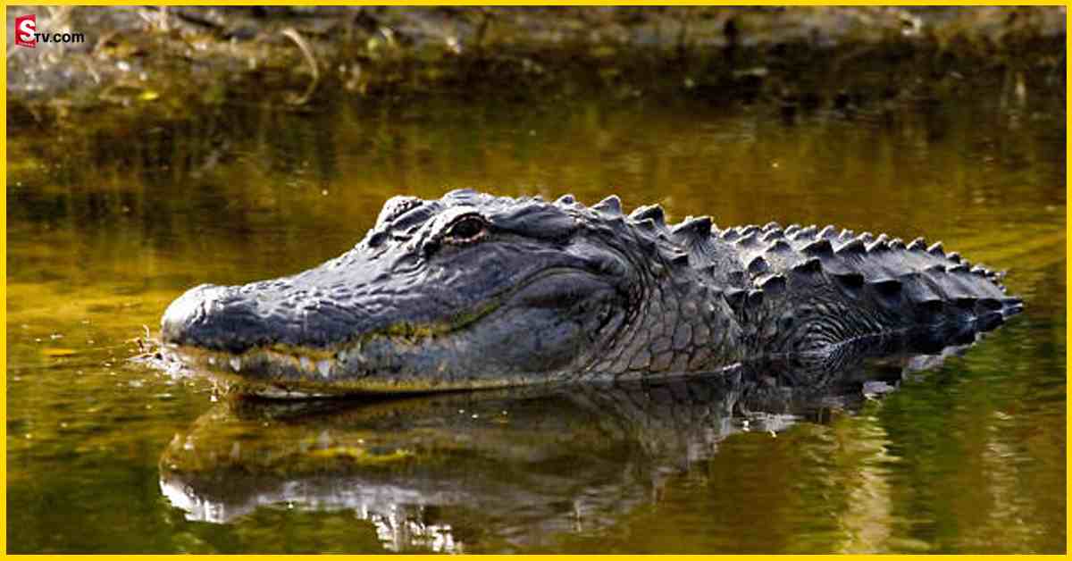 Rajasthan: షాకింగ్‌ సంఘటన.. నదిలో స్నానం చేస్తున్న వ్యక్తిని లాక్కెళ్లిన మొసలి!