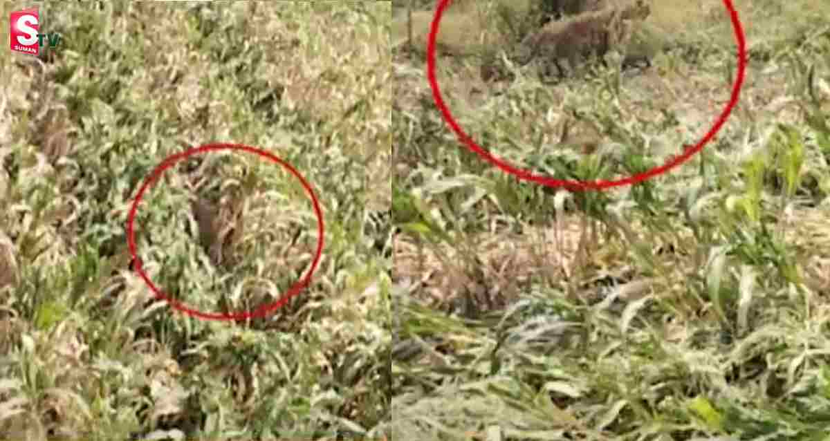 Adilabad: జొన్న చేను కోస్తుండగా చిరుత హల్ చల్.. వీడియో వైరల్