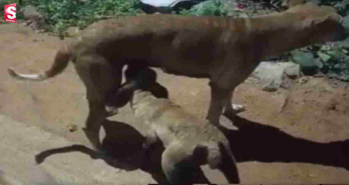 Dog: గొర్రెపిల్లకు పాలిచ్చి అమ్మతనాన్ని చాటిన శునకం