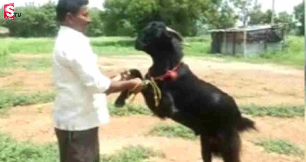 ఇదేం విచిత్రం.. పాలు ఇస్తున్న మేకపోతు..! ఎక్కడో తెలుసా?