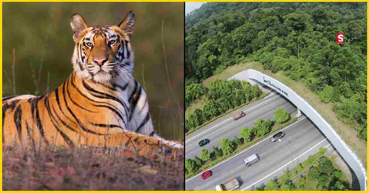 Eco Bridge: దేశంలోనే మొదటి సారి.. తెలంగాణలో పులుల కోసం ఓ వంతెన