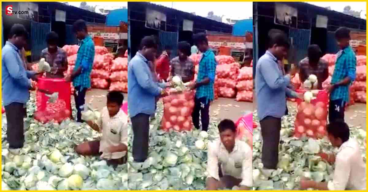 Cabbage: వీడియో: ఇతడు క్యాబేజీని తరగడం చూస్తే వావ్ అనాల్సిందే!