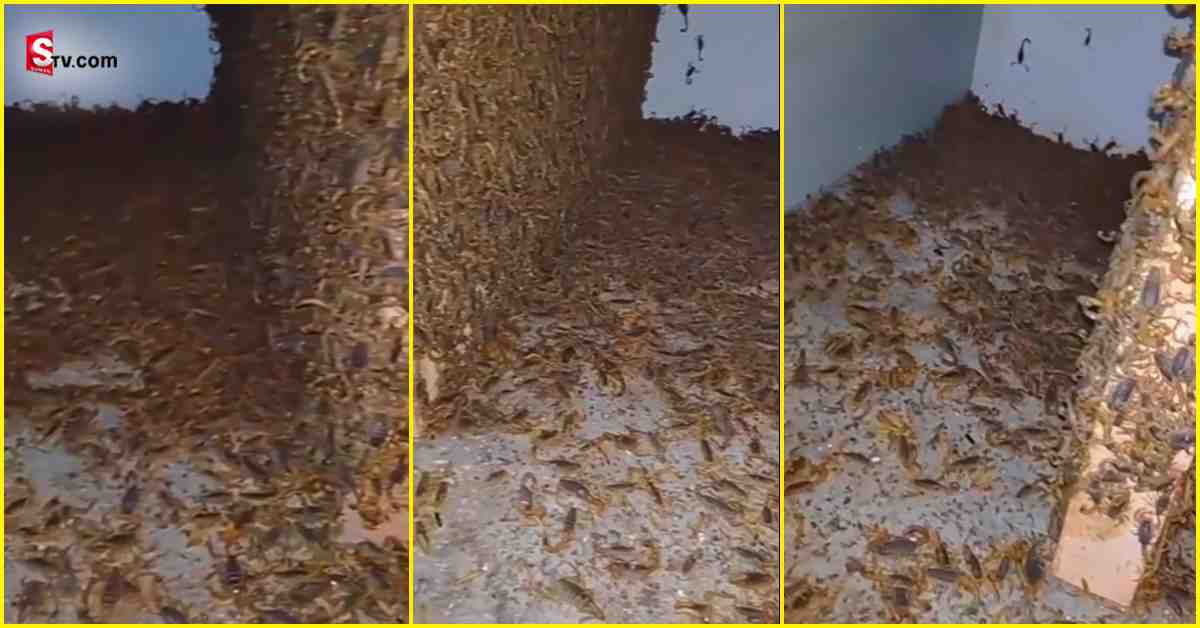 Scorpions: ఒళ్లు గగుర్పొడిచే వీడియో.. ఇంట్లో వేల కొద్దీ తేళ్లు..