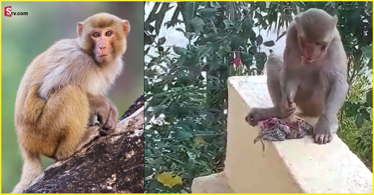 Rowdy Monkey: రౌడీ కోతి దెబ్బకు వణికిపోతున్న గ్రామస్తులు.. నిత్యం భయం గుప్పెట్లోనే..