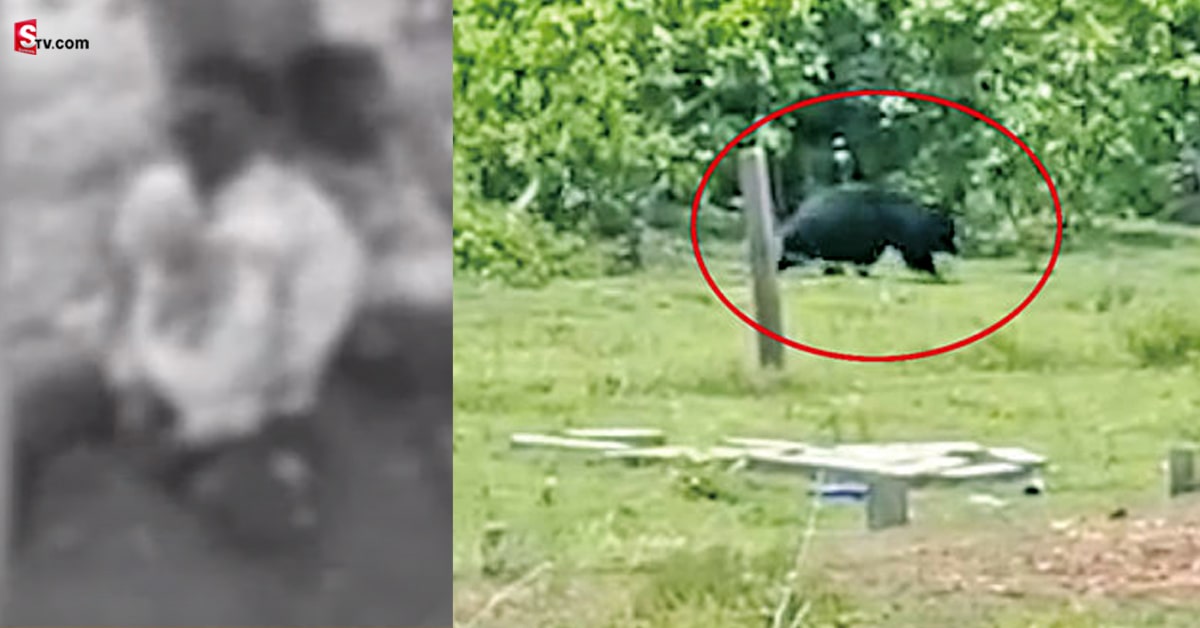 Bear: ఎలుగుబంటి అరాచకం.. ఆరుగుర్ని అతి దారుణంగా..