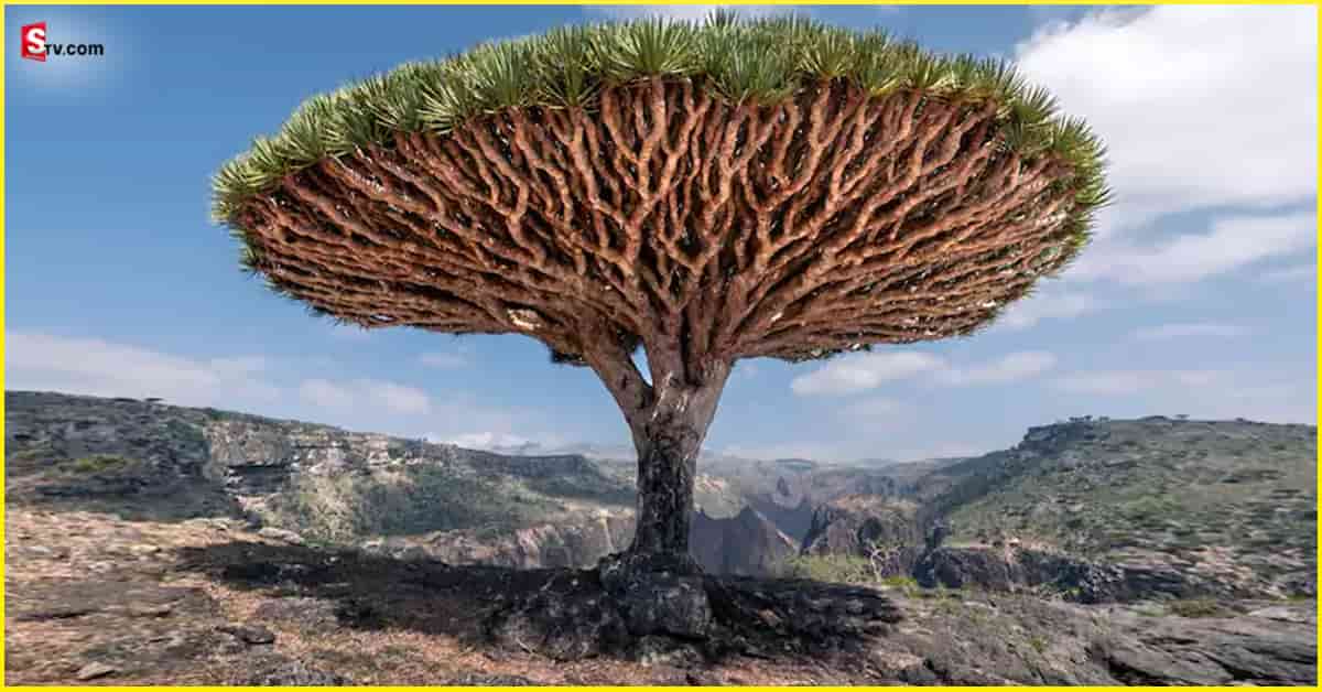 Dragon Blood Tree: ఇదెక్కడి వింత.. చెట్టు నుంచి రక్తం కారుతోంది.. ఎందుకిలా!