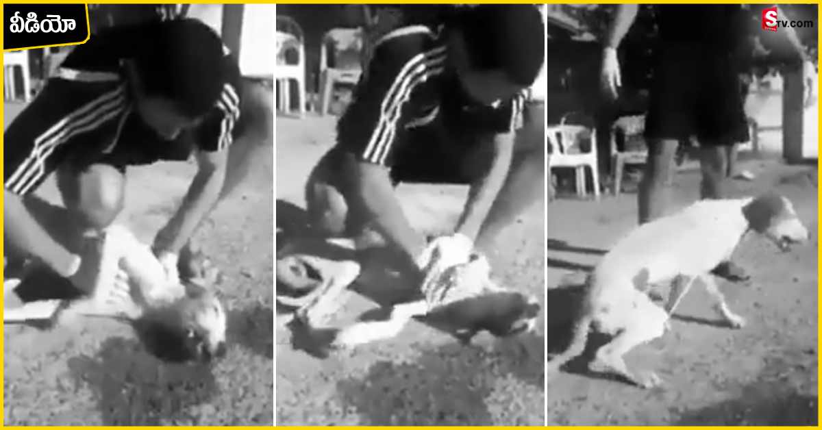 Viral : కుక్కకు CPR చేసి ప్రాణాలు కాపాడిన వ్యక్తి..! వీడియో వైరల్!