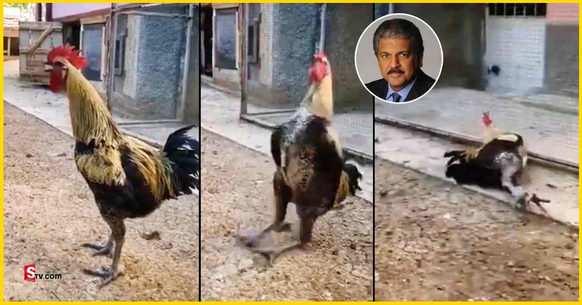 Anand Mahindra: ఫన్నీ వీడియో షేర్‌ చేసిన ఆనంద్‌ మహీంద్రా.. ‘వర్క్‌ ఫ్రం హోం తీసేస్తే.. ఇదే పరిస్థితి’!