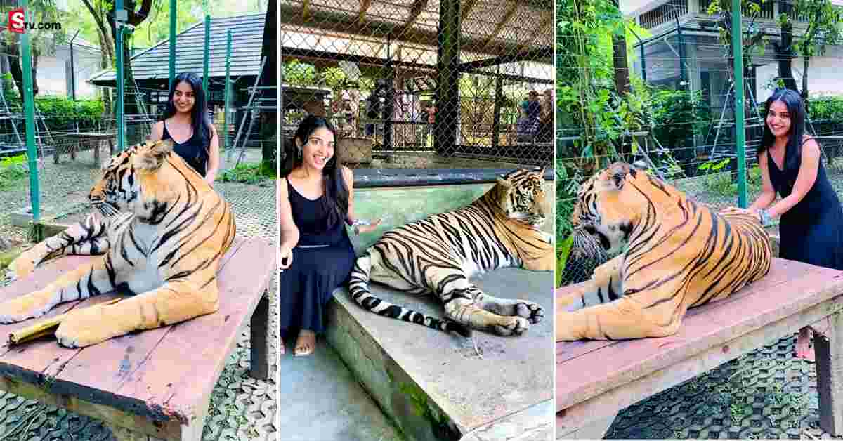 Ananya Nagalla: వీడియో: పులితో ఆటలు ఆడిన అనన్య నాగళ్ల! ఈమె ధైర్యానికి నెటిజన్స్ షాక్!