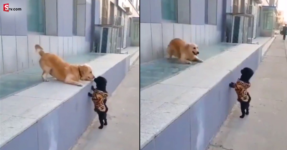 Dog: ముద్దుకు మురిసిపోయి గంతులేసిన కుక్క! వీడియో వైరల్..