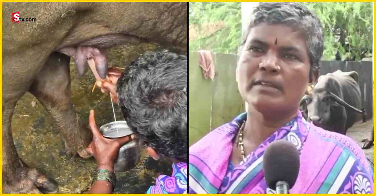 Kurnool: కర్నూలు జిల్లాలోని ఆ ప్రాంతంలో పాలు ఉచితంగా ఇస్తారు, అమ్మరు!