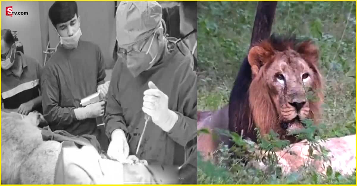 Lion: సింహానికి కంటి ఆపరేషన్‌.. దానికి కళ్లు కనిపించటం లేదని ఎలా గుర్తించారంటే?..