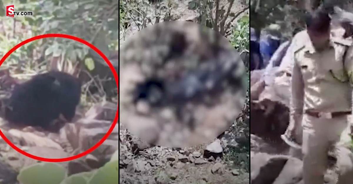 Bear: దంపతుల్ని చంపి, 5 గంటల పాటు శవాల్ని పీక్కుతిన్న ఎలుగుబంటి