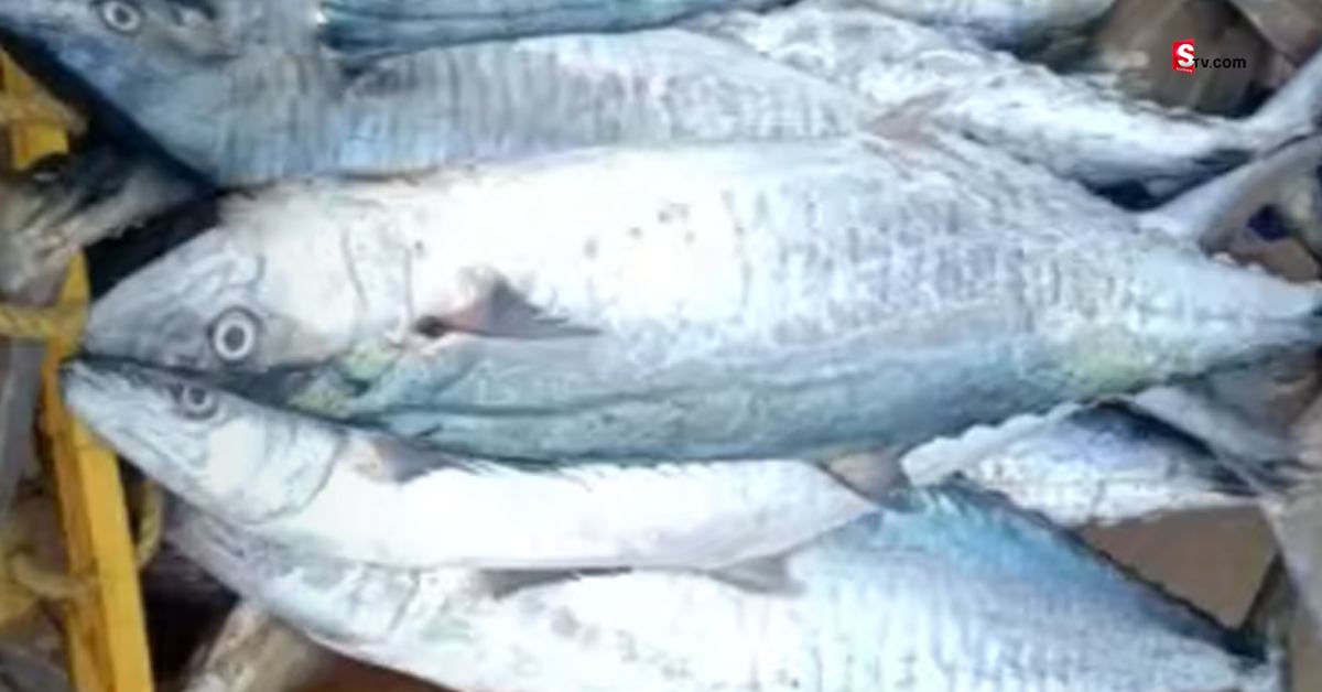 Kommu Konam Fish: మత్స్యకారుల వలలో చిక్కిన కోట్లు విలువ చేసే చేపలు