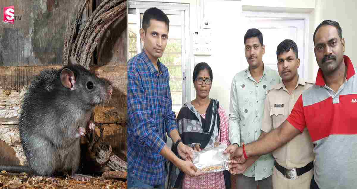పోయిందనుకున్న బంగారానికి దారి చూపిన ఎలుక..!
