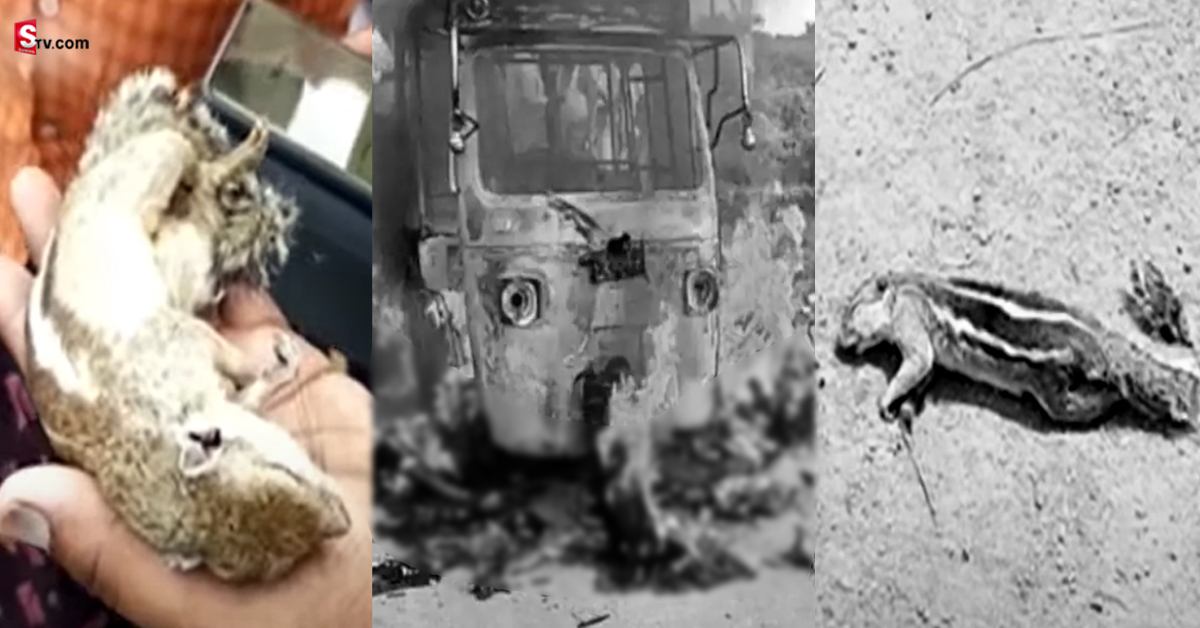 Squirrel: సత్యసాయి జిల్లా ఆటో ప్రమాదం: ఉడతకు శవపరీక్ష!