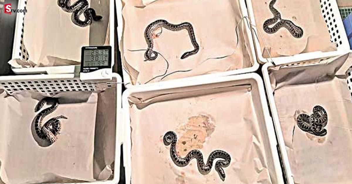 Anaconda: అనకొండ 9 పిల్లలకు జన్మనిచ్చింది.. ఎక్కడో తెలుసా?