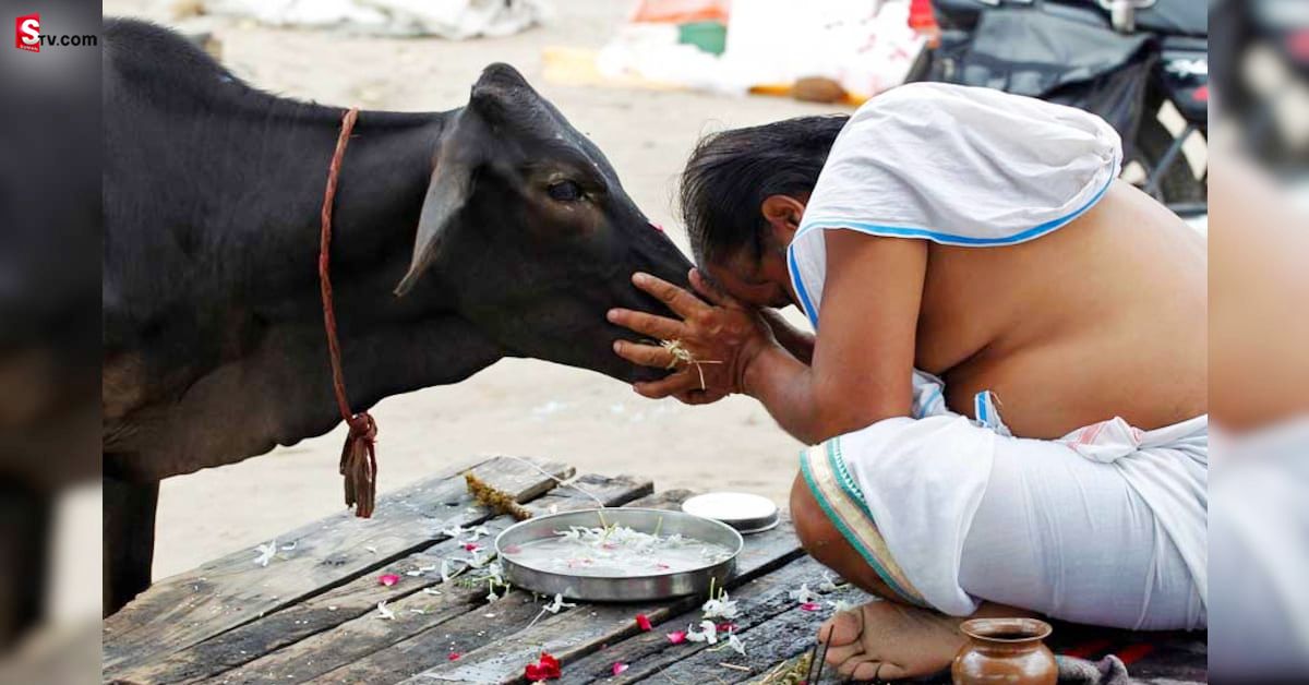 Cattle Unrine: గో మూత్రం కొంటున్న ప్రభుత్వం.. లీటర్ ఎంతంటే!