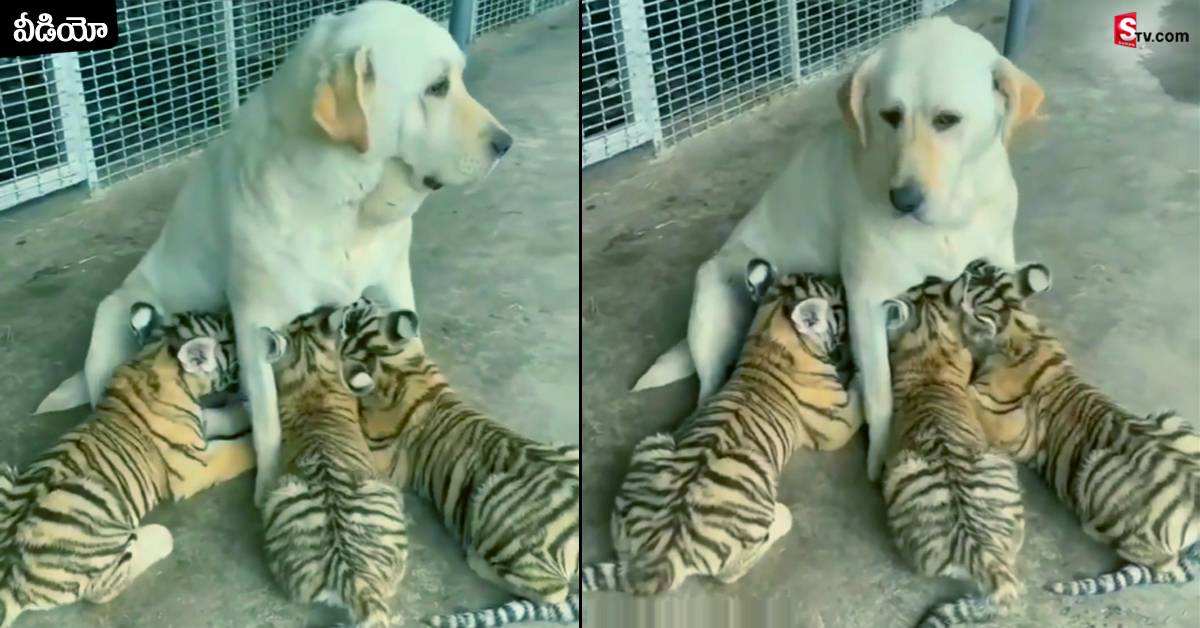 Viral Video: పులి పిల్లలకు పాలిస్తున్న శునకం..