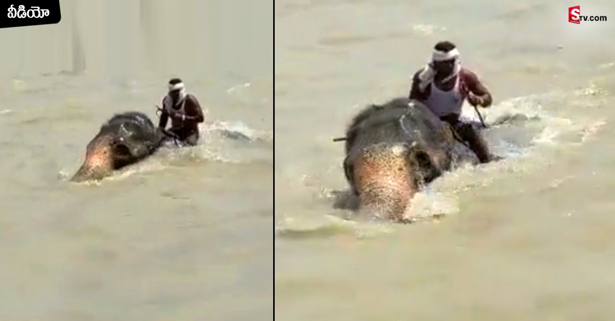Viral Video: గంగానదిలో 3 కి.మీ.లు ఈదిన ఏనుగు!