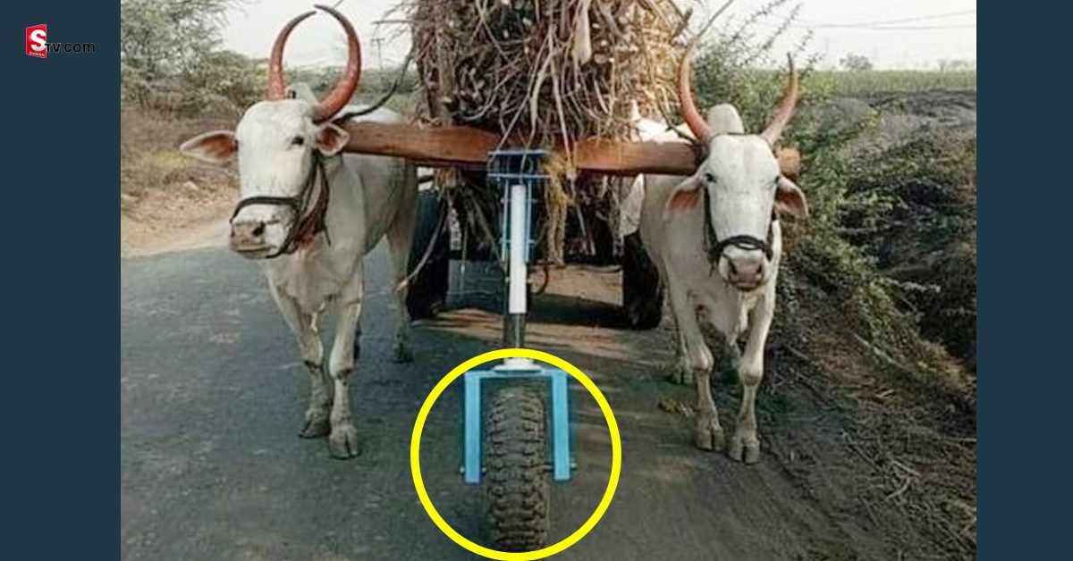 Maharashtra: మూగ జీవాలపై ఎడ్ల బండి భారాన్ని తగ్గించిన విద్యార్థులు