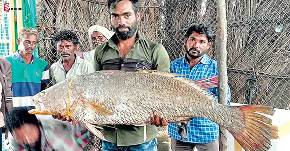 జాలరి పంట పండింది.. లక్షలు కురిపించిన చేప..!