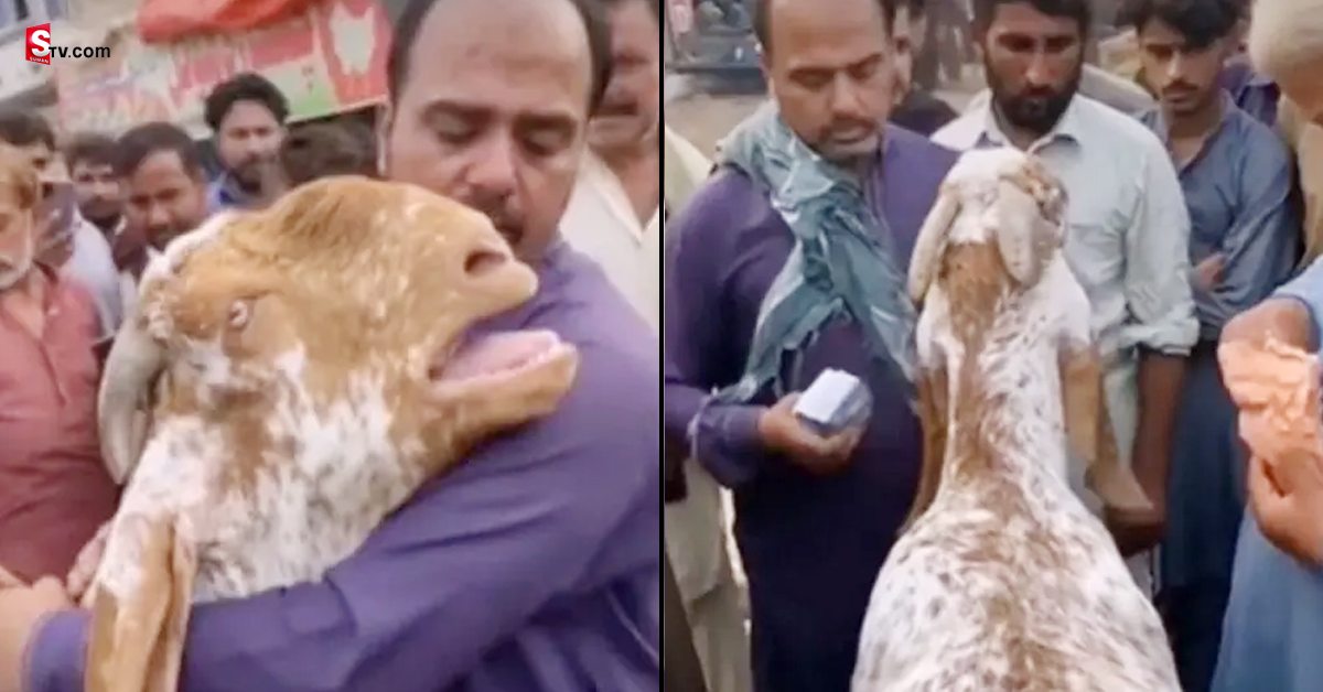 Viral Video: వీడియో: నన్ను అమ్మొద్దంటూ మనిషిలా గుక్క పెట్టి ఏడ్చిన మేక!