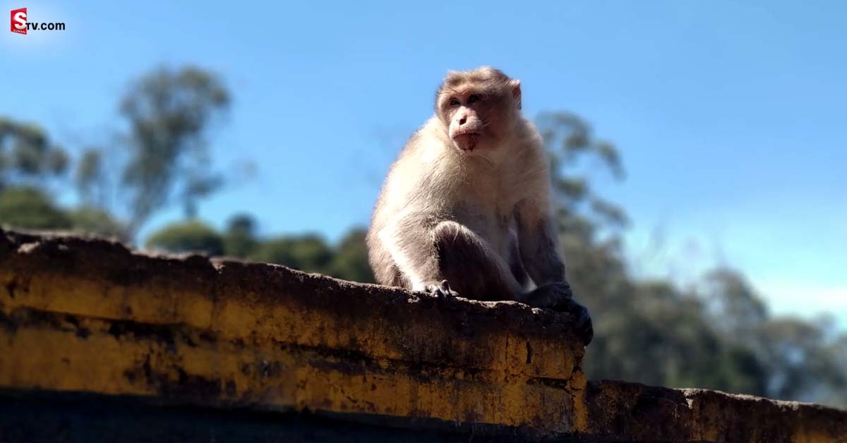 Monkey: దారుణం.. పసికందును భవనం పైనుంచి విసిరికొట్టి చంపిన కోతి!
