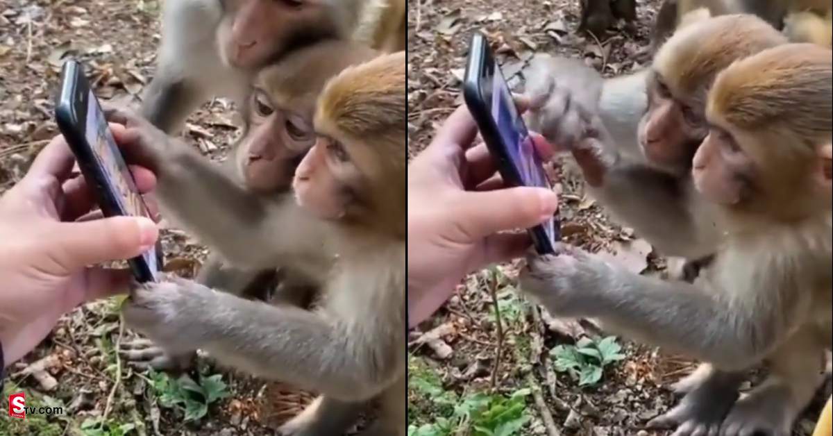 Video: సోషల్ మీడియాలో మునిగిపోయిన కోతులు..