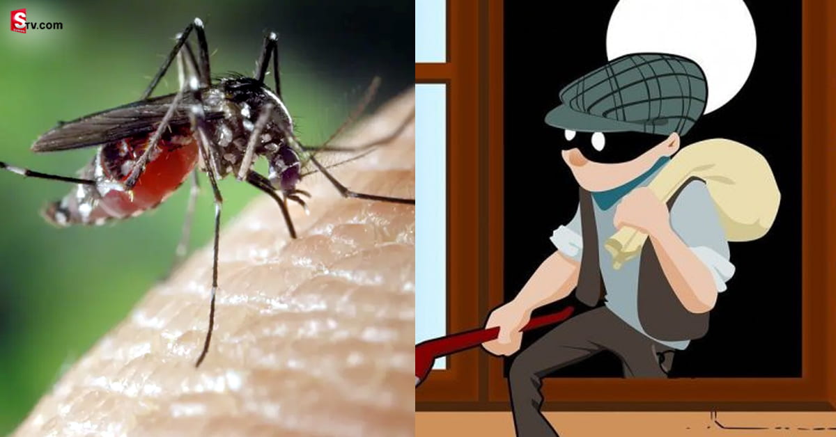 Mosquitoe: దొంగను పట్టించిన దోమలు.. తమను చంపిన వాడిపై ఇలా ప్రతీకారం తీర్చుకున్నాయా!