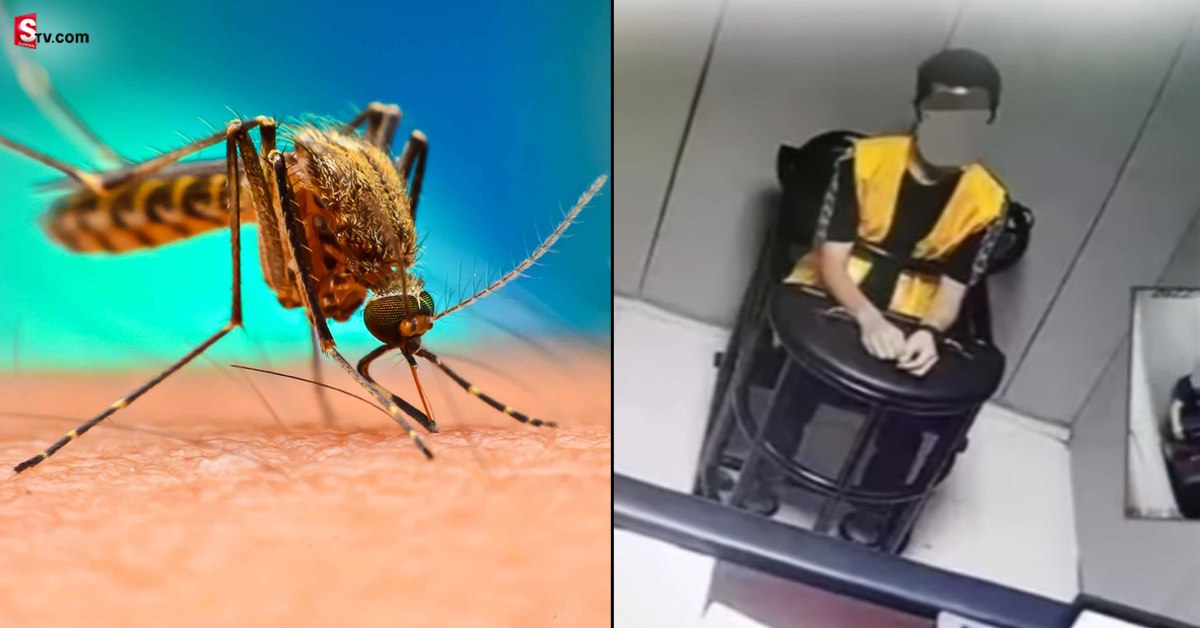 దొంగను పట్టించిన దోమ! వీడిన కేసు మిస్టరీ..