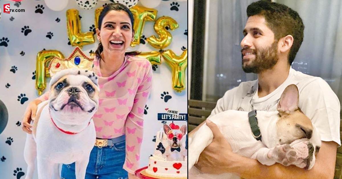 Naga Chaitanya: సమంత పెంపుడు కుక్కకు థ్యాంక్స్ చెబుతూ.. నాగచైతన్య ఎమోషనల్ పోస్ట్!