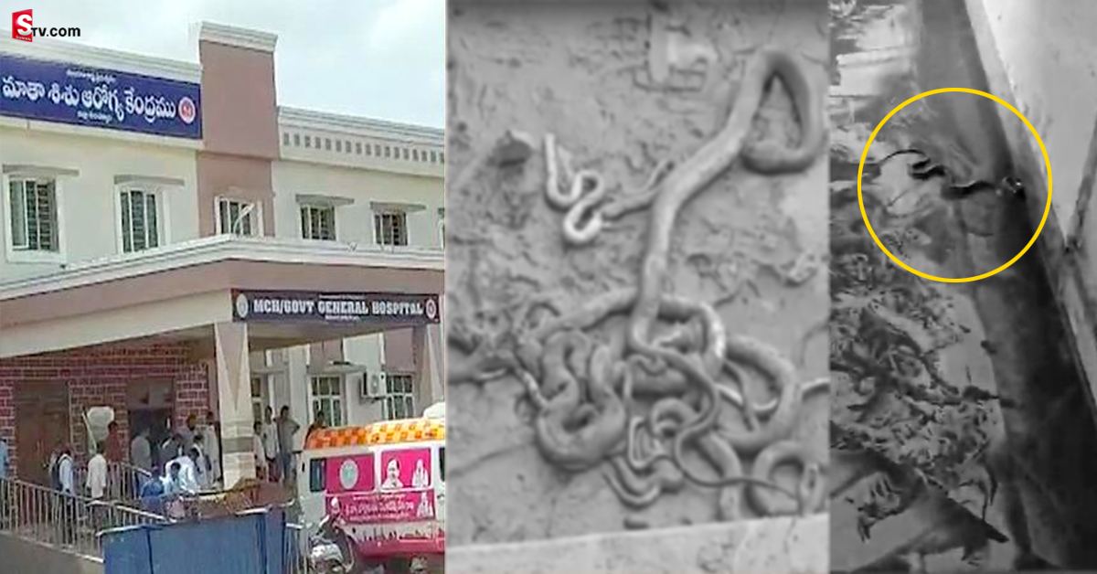 ప్రభుత్వాసుపత్రిలో పాముల హల్ చల్