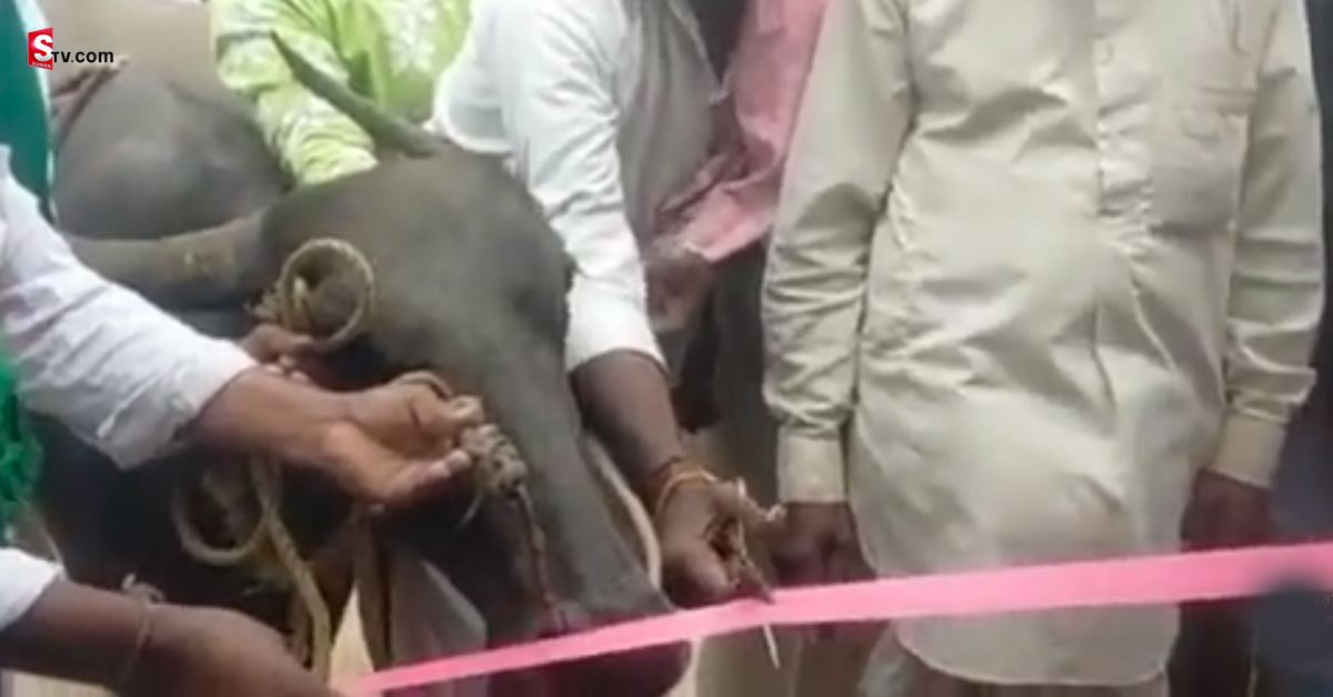 Viral Video: వీడియో వైరల్‌!: బస్‌ షెల్టర్‌ను ప్రారంభించిన దున్నపోతు!