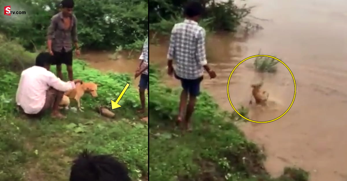 అసలు వీళ్లు మనుషులేనా? కుక్కకు బండరాయి కట్టి వరదలోకి తోసేశారు!